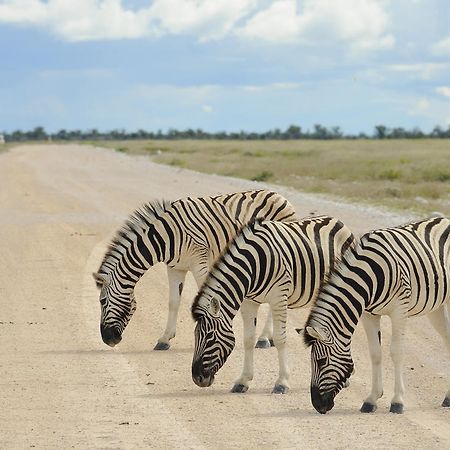 Etosha Village Okaukuejo Bagian luar foto